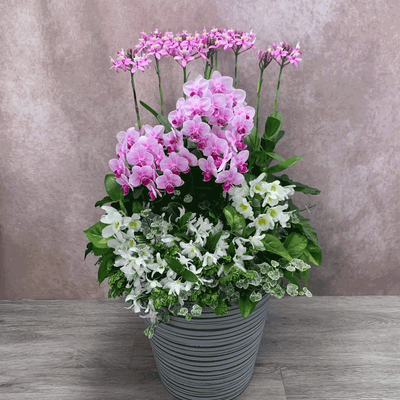 開店祝い　ギャザリング寄せ植え