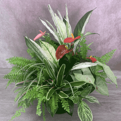 観葉植物ギャザリング(室内向き)　寄せ植え