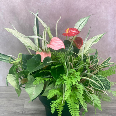 室内で楽しむ観葉植物・蘭