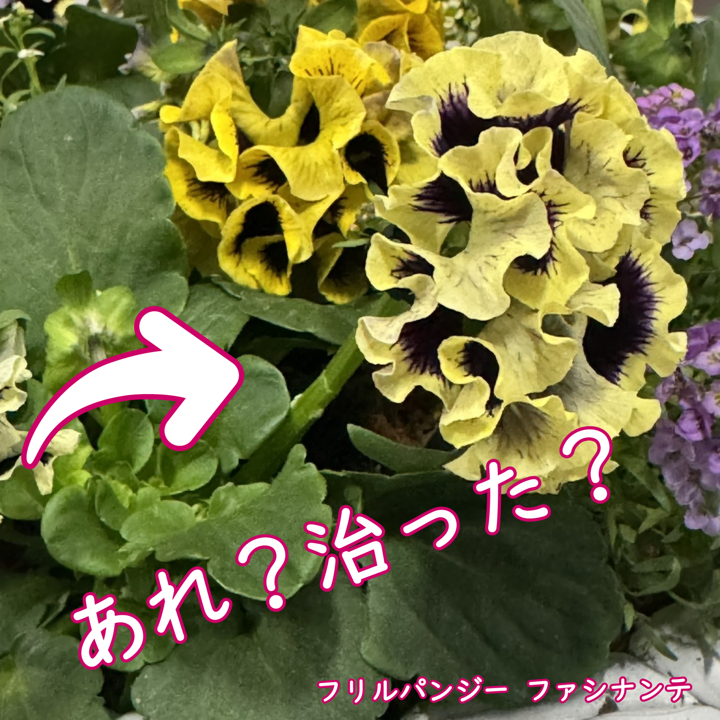 折れやすいパンジー ドラキュラの花を支える！【植物を一輪支える 凛】8本入り野菜苗ラナンキュラスラックスに