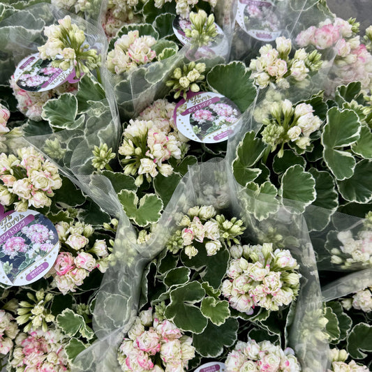 ゼラニウム アップルブロッサム ホワイトリング