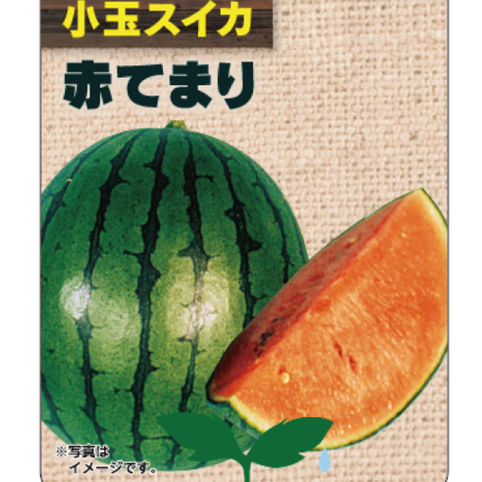 定番小玉すいか【赤てまり】