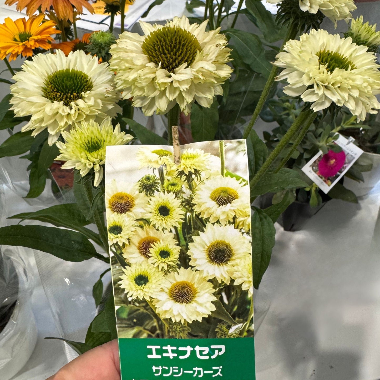 最強宿根草！エキナセア サンシーカーシリーズ5号鉢