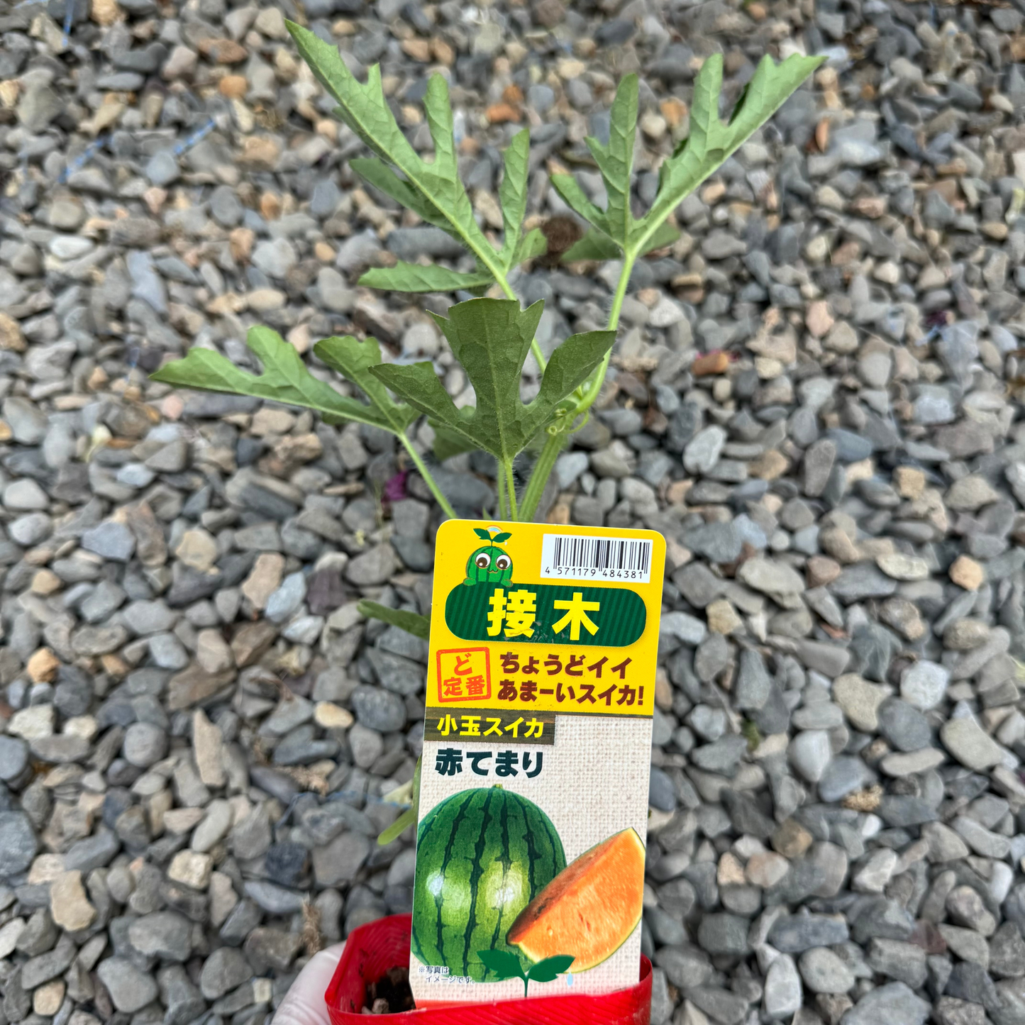 小玉スイカ 赤てまり 接ぎ木苗｜今季販売終了