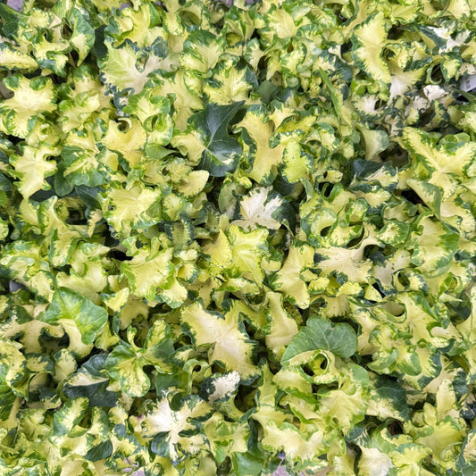 浦島さんのヘデラ ムーンライト3.5号