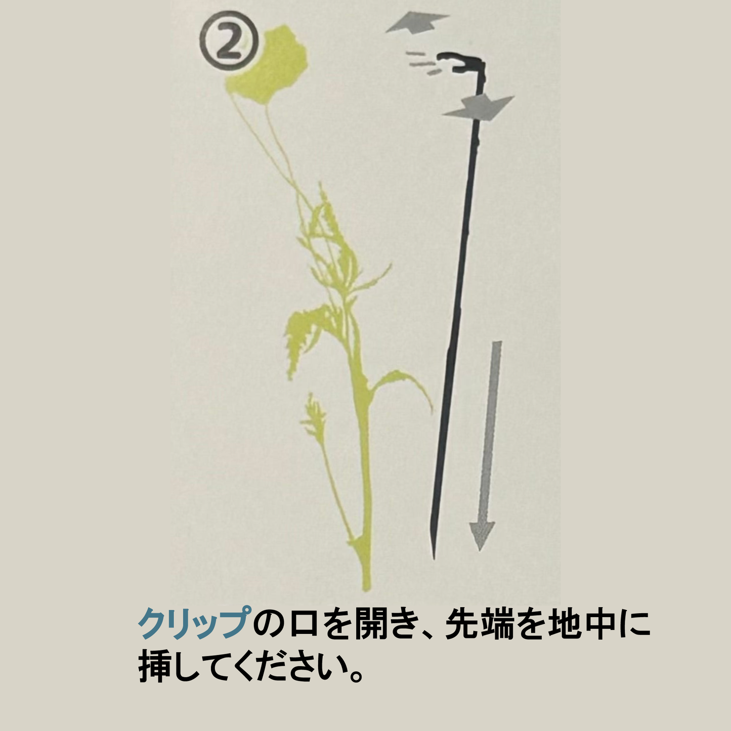 折れやすいパンジー ドラキュラの花を支える！【植物を一輪支える 凛】8本入り野菜苗ラナンキュラスラックスに