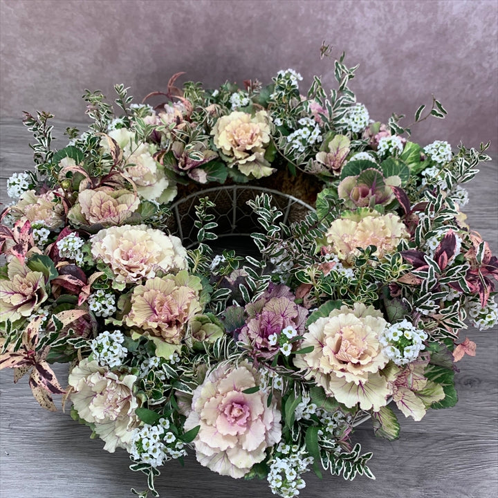 花創人のオーダーメイド寄せ植えとして制作した、葉牡丹とリーフをたっぷり使った冬のリース型プランツギャザリング。フリルのかわいい葉牡丹、スイートアリッサム、ロニセラ ホワイトマジック、西洋イワナンテン メルベイユを合わせ、ふんわりと花束をつないだように仕上げています。玄関の花、開店祝い、新築祝い、寄せ植え通販、全国発送ギフトの参考作品です。