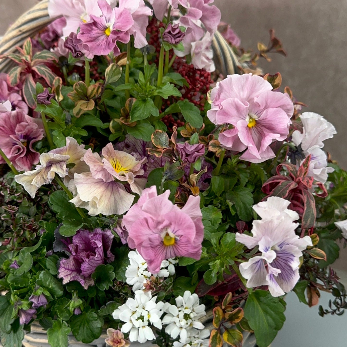 花創人のネットショップで紹介するプランツギャザリングのかご寄せ植え。フリル咲きのパンジーやビオラ、葉牡丹、コプロスマ、イベリス、スイートアリッサムなど、やわらかなピンクや白、紫とグリーンを重ねた植物の組み合わせが分かるクローズアップ。全国発送・寄せ植え通販対応で、春の玄関花や華やかなオーダーメイド寄せ植えを探している方にも。
