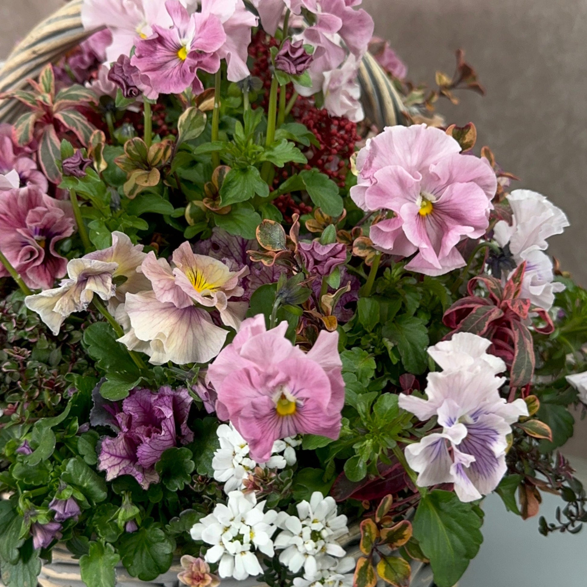 花創人のネットショップで紹介するプランツギャザリングのかご寄せ植え。フリル咲きのパンジーやビオラ、葉牡丹、コプロスマ、イベリス、スイートアリッサムなど、やわらかなピンクや白、紫とグリーンを重ねた植物の組み合わせが分かるクローズアップ。全国発送・寄せ植え通販対応で、春の玄関花や華やかなオーダーメイド寄せ植えを探している方にも。