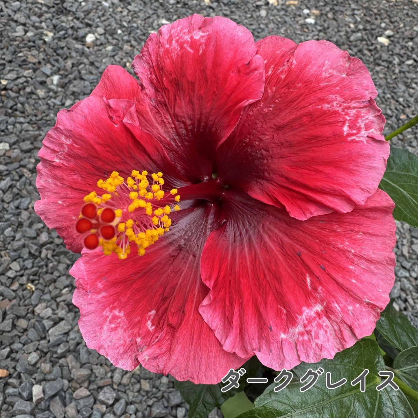 ハイビスカス ロングライフ