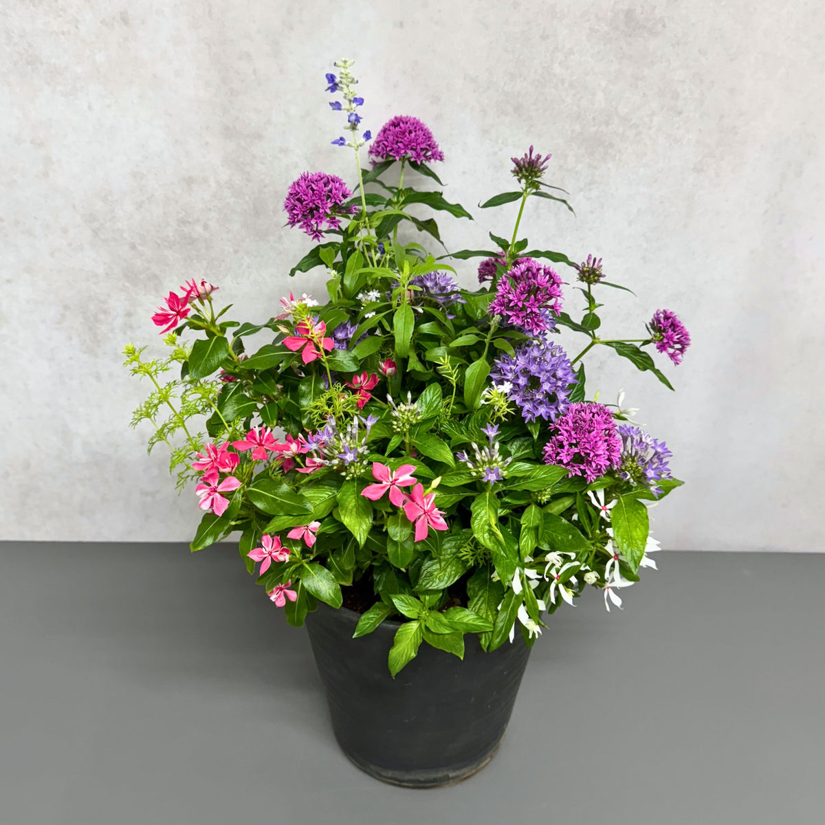 花創人が前島クリーニング様へ制作した夏の寄せ植え。ペンタス デュアルスター、ペンタス シリウスそら、サルビア サリーファン、日日草 ミラ チェリーピンク、日日草 ゆきうさぎ、バーベナ テネラを組み合わせ、夏の暑さの中でも華やかに楽しめるよう仕立てたギャザリング風の寄せ植えです。