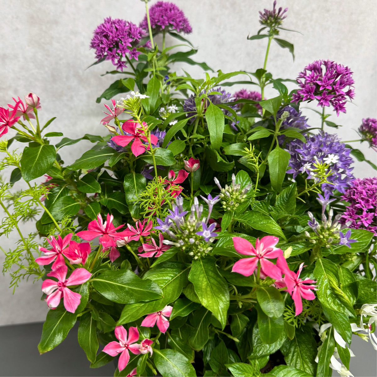花創人が制作した夏の寄せ植えを近くから見た様子。ピンクの日日草 ミラ チェリーピンクと日日草 ゆきうさぎ、紫やピンクのペンタス デュアルスター、ペンタス シリウスそらを中心に、サルビア サリーファンやバーベナ テネラを組み合わせた、明るく華やかな夏の寄せ植えです。