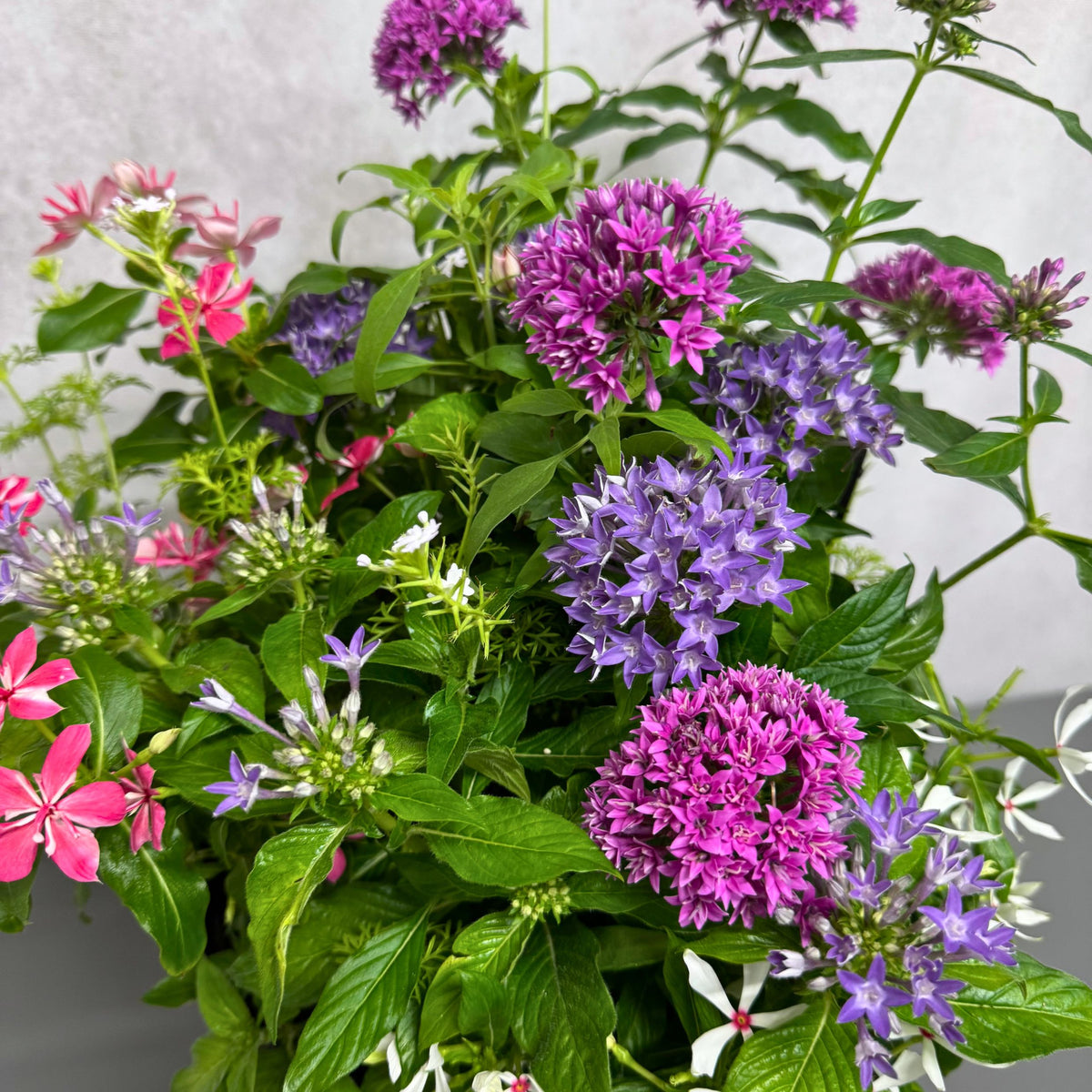 花創人の夏の寄せ植えに使ったペンタス デュアルスターとペンタス シリウスそらを中心に写したアップ写真。紫とピンクの星形の花に、日日草 ミラ チェリーピンク、日日草 ゆきうさぎ、サルビア サリーファン、バーベナ テネラを合わせ、花色の重なりを楽しめる華やかなギャザリング風寄せ植えに仕上げています。