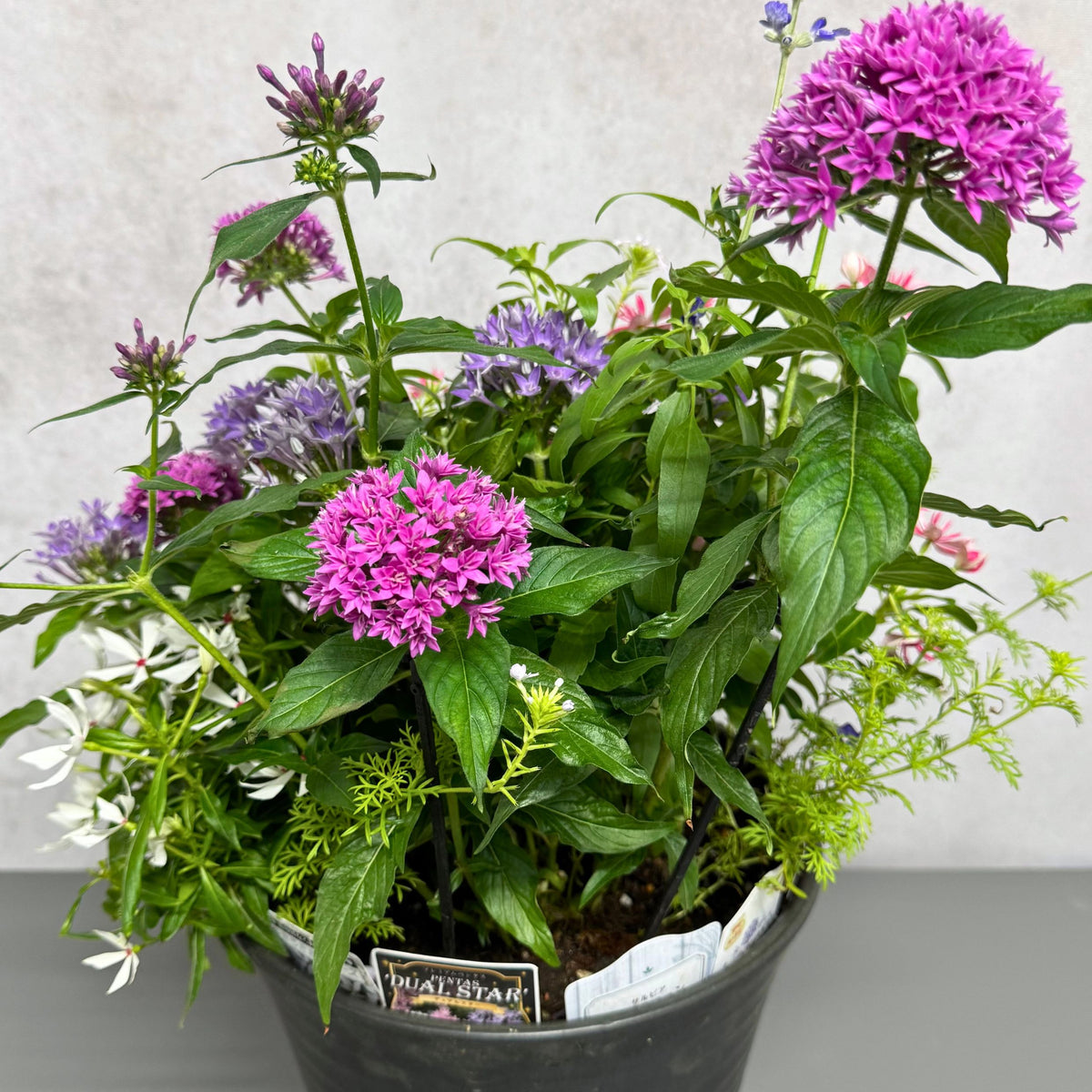 花創人が前島クリーニング様へ制作した夏の寄せ植えを後方から見た様子。ペンタス デュアルスター、ペンタス シリウスそら、サルビア サリーファン、日日草 ミラ チェリーピンク、日日草 ゆきうさぎ、バーベナ テネラを植え込み、花の名前を確認できるよう植物ラベルも鉢の中に忍ばせています。
