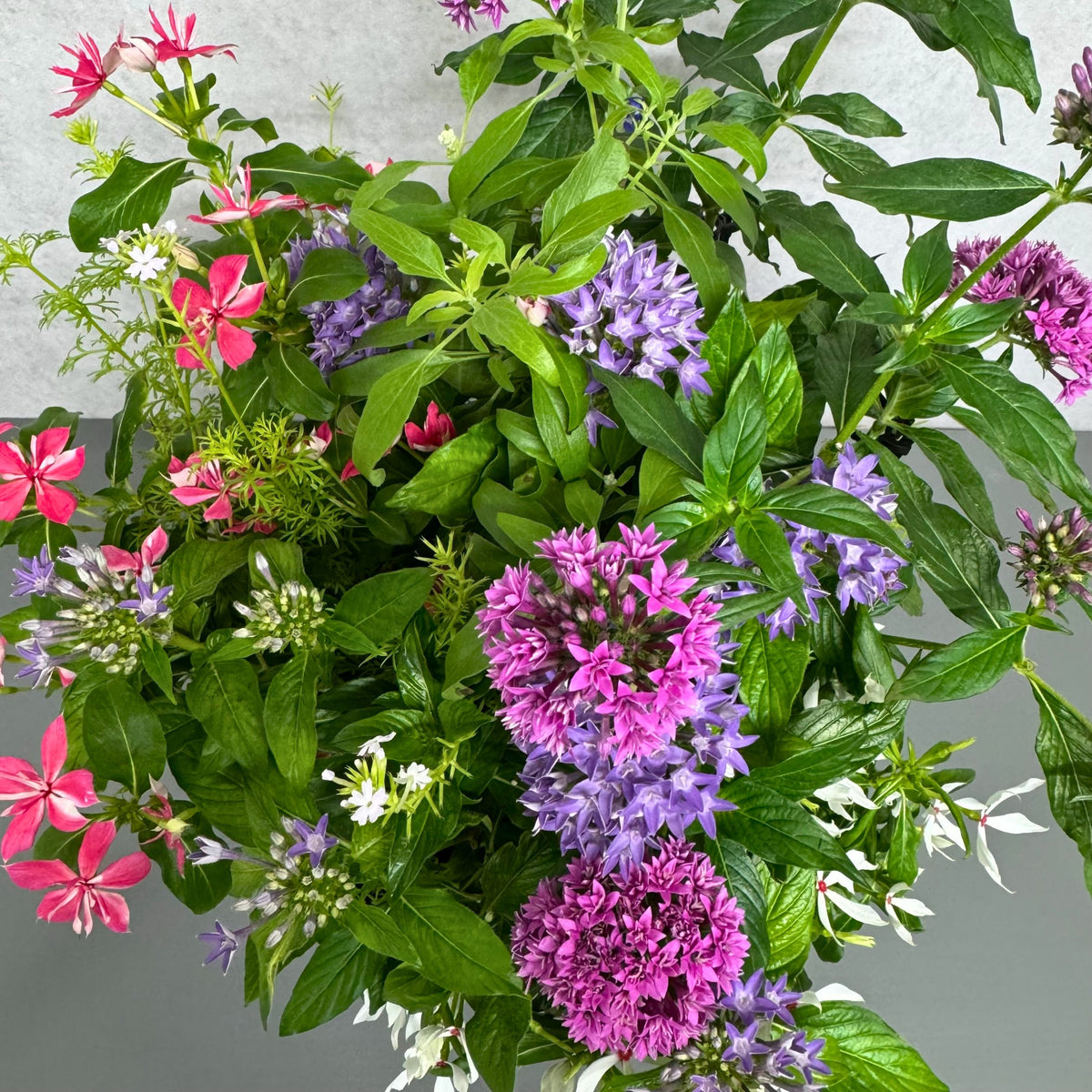花創人が制作した夏の寄せ植えを上から見た写真。ペンタス デュアルスター、ペンタス シリウスそらの紫とピンク、日日草 ミラ チェリーピンクと日日草 ゆきうさぎ、サルビア サリーファン、バーベナ テネラをバランスよく配置し、上から見ても花色とリーフが自然につながる華やかな寄せ植えです。