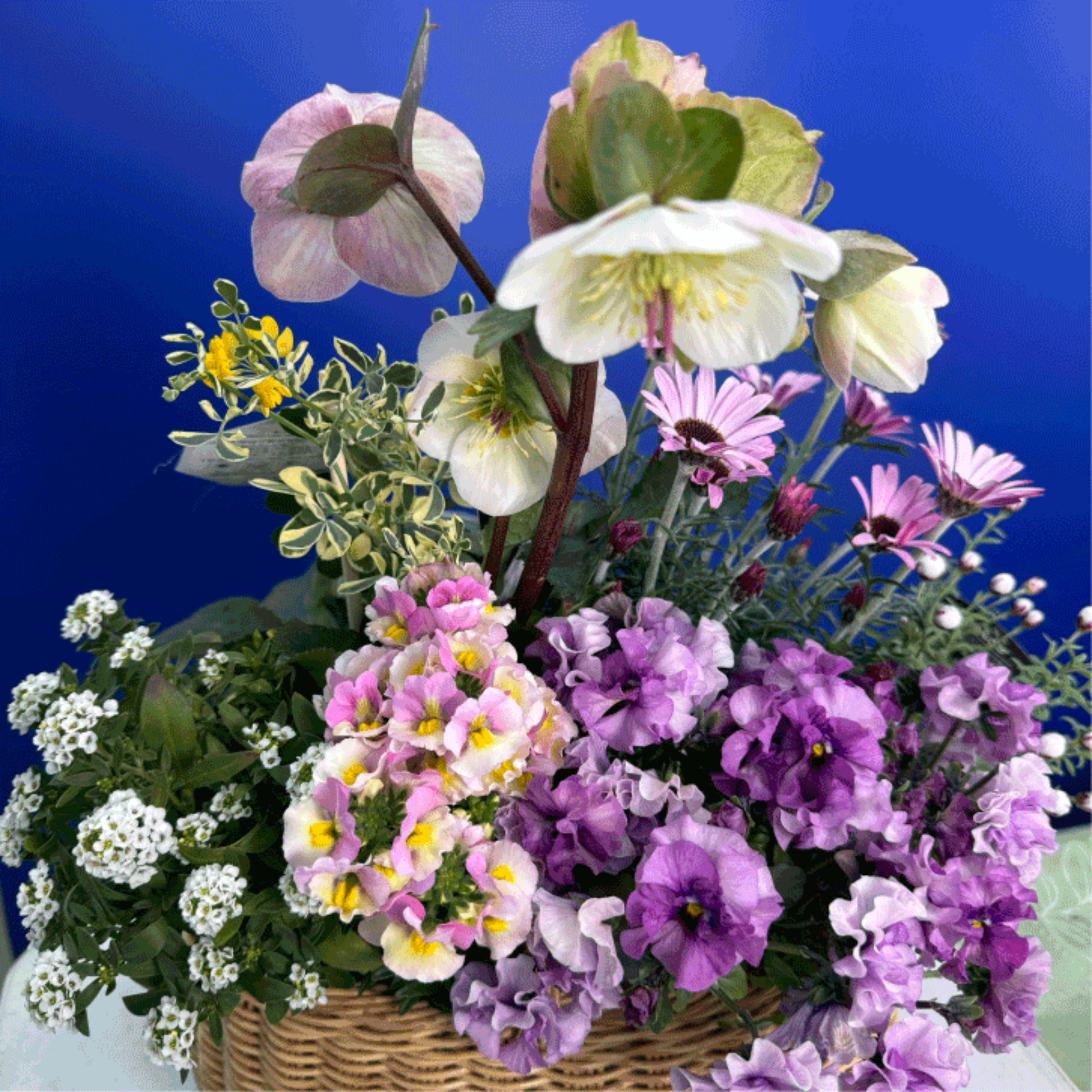 クリスマスローズ氷の薔薇ビアンコを使ってプランツギャザリング春の花かごローダンセマムリルピンク、ネメシアスイートレモンパイ、ビオラティアード、すいーとありｓｓスイートアリッサムで春らんまんのかわいい寄せ植え