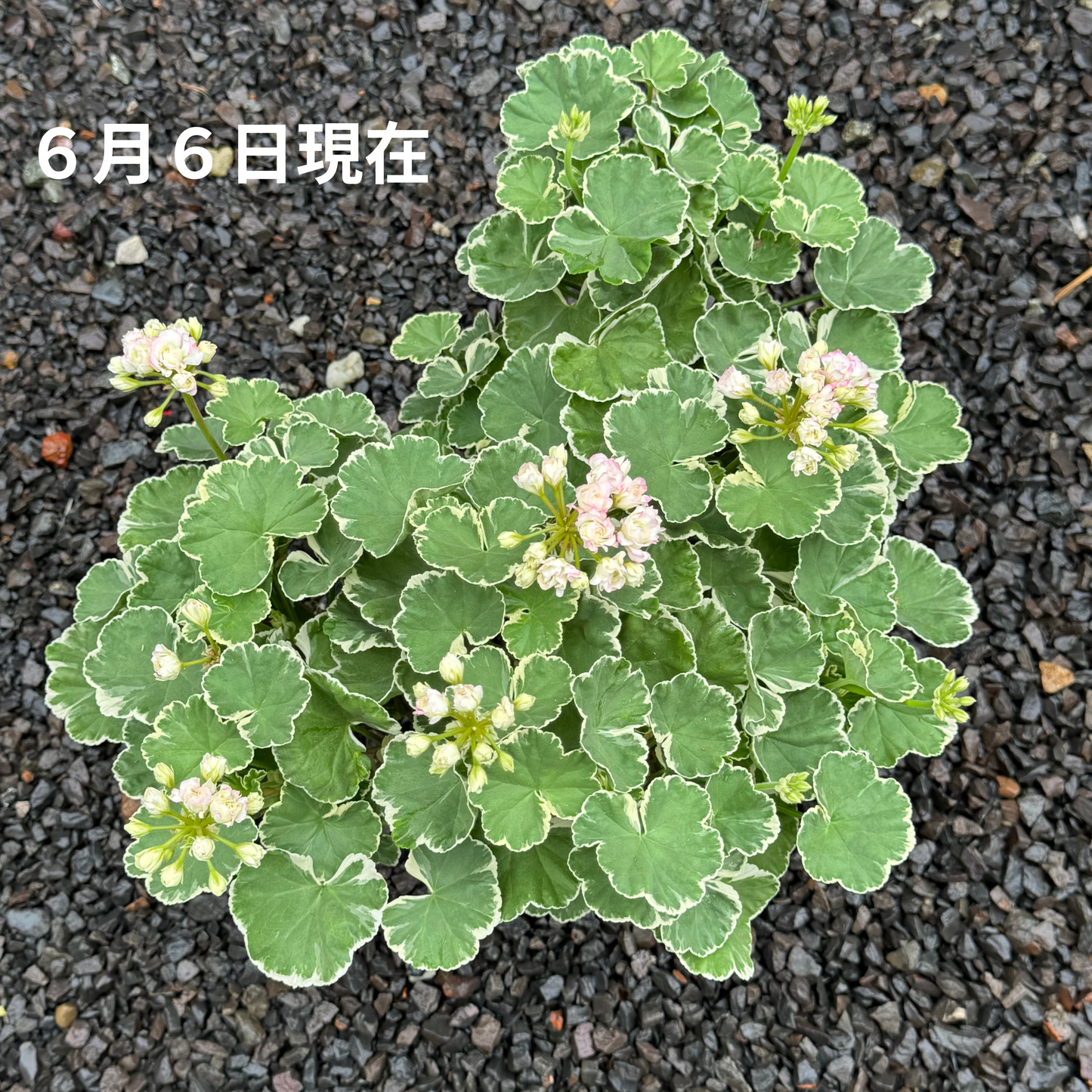 ゼラニウム アップルブロッサム ホワイトリング