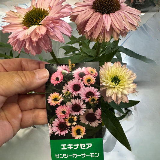 最強宿根草！エキナセア サンシーカーシリーズ5号鉢