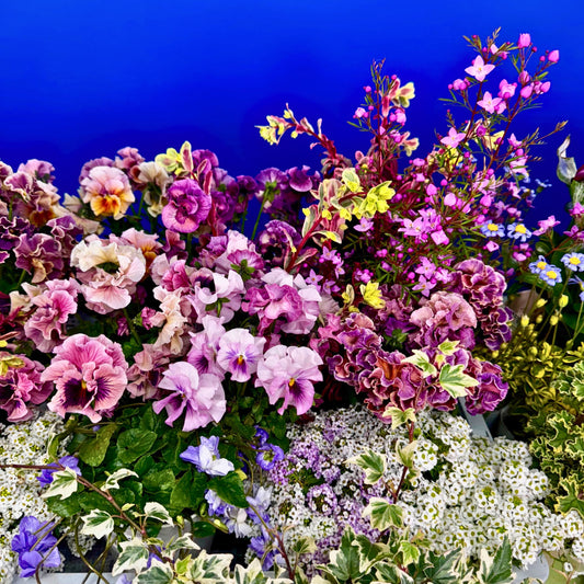 春らんまんセット～何が入ってるかお楽しみ❤