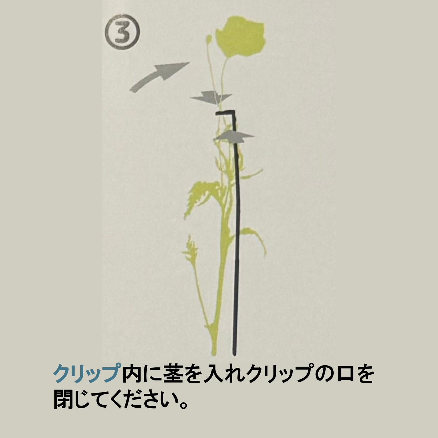 折れやすいパンジー ドラキュラの花を支える！【植物を一輪支える 凛】8本入り野菜苗ラナンキュラスラックスに