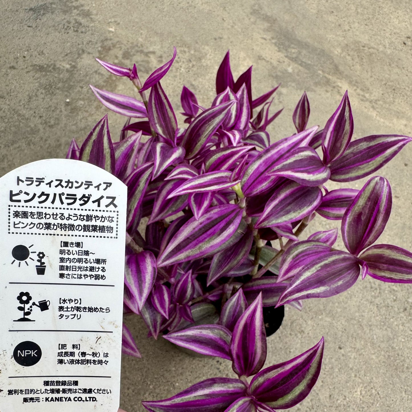 トラディスカンチア ピンクパラダイス