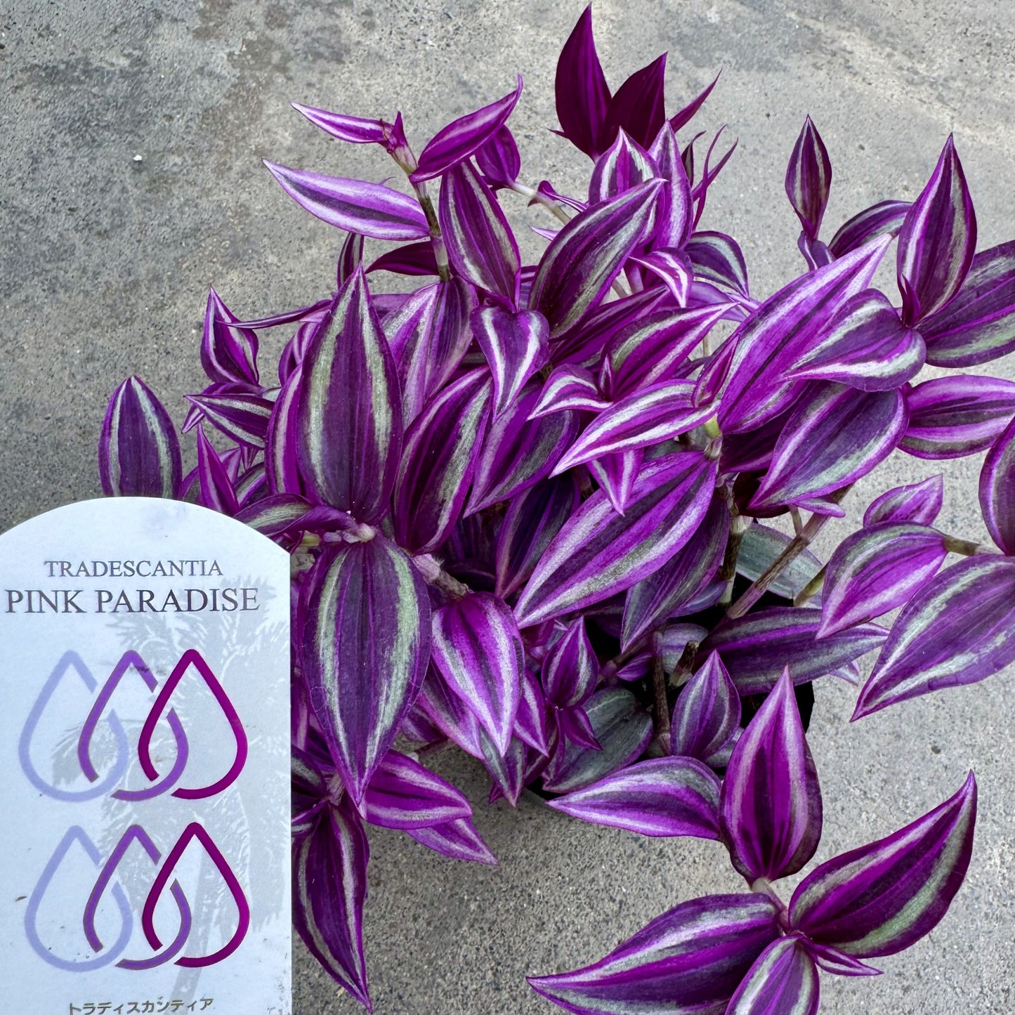 トラディスカンチア ピンクパラダイス