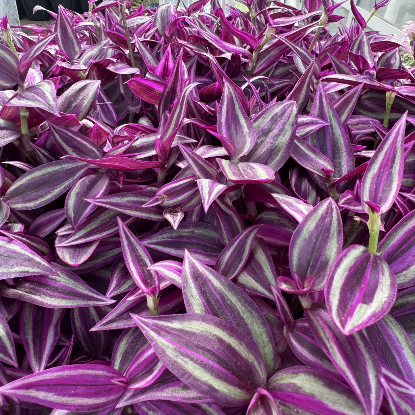 トラディスカンチア ピンクパラダイス