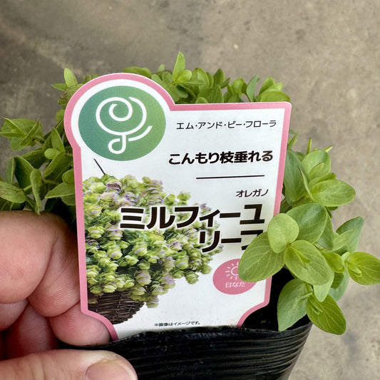 オレガノ ミルフィーユリーフ