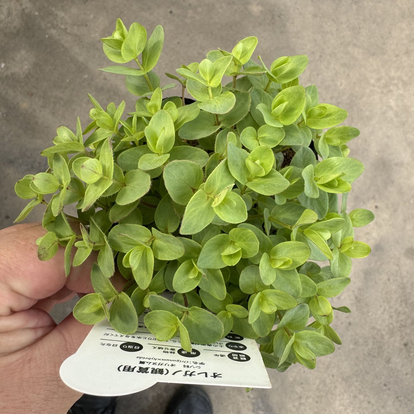 オレガノ ミルフィーユリーフ