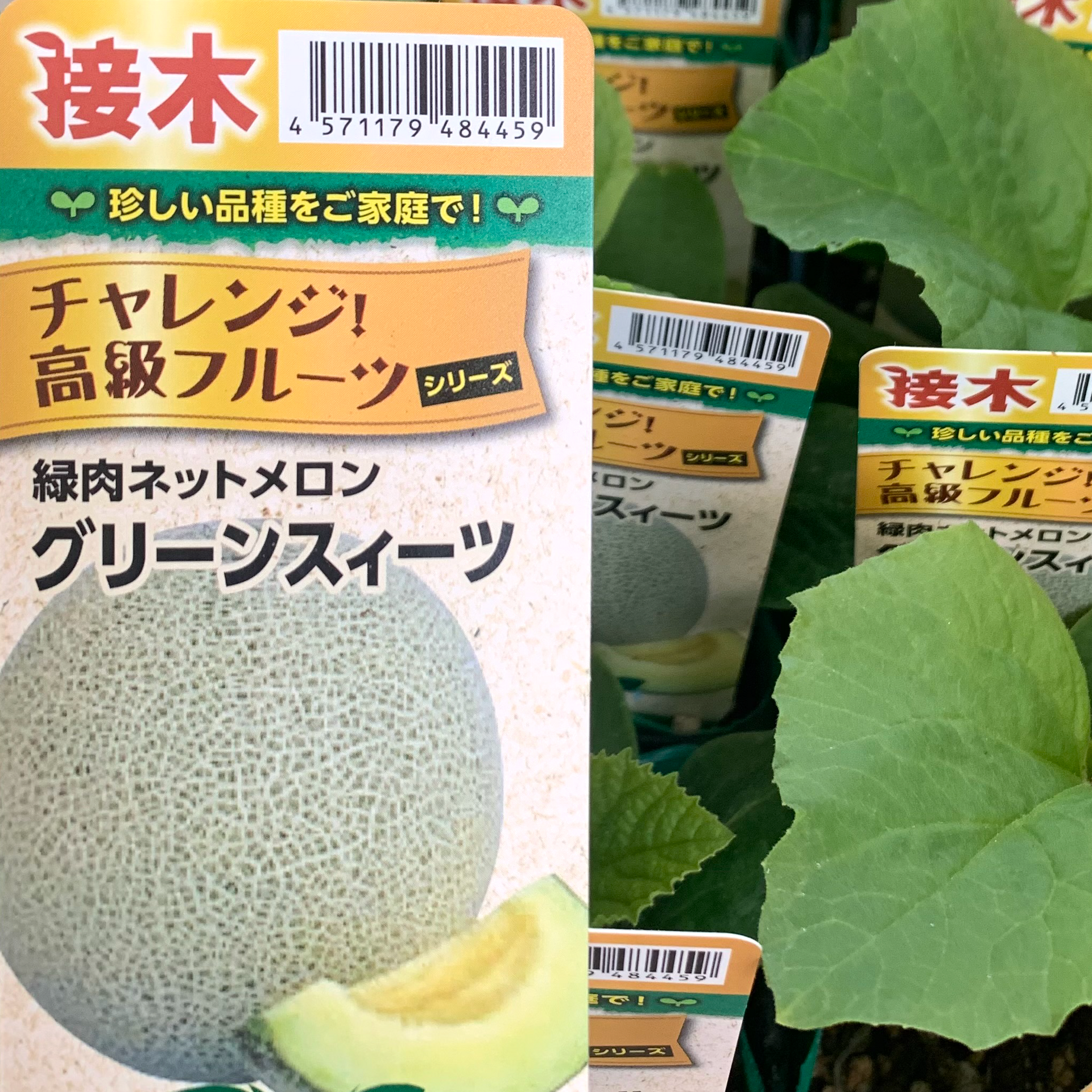 ティナメロン様/専用 高級ネットメロン接ぎ木苗【グリーンスイーツ】 | はなそうにん