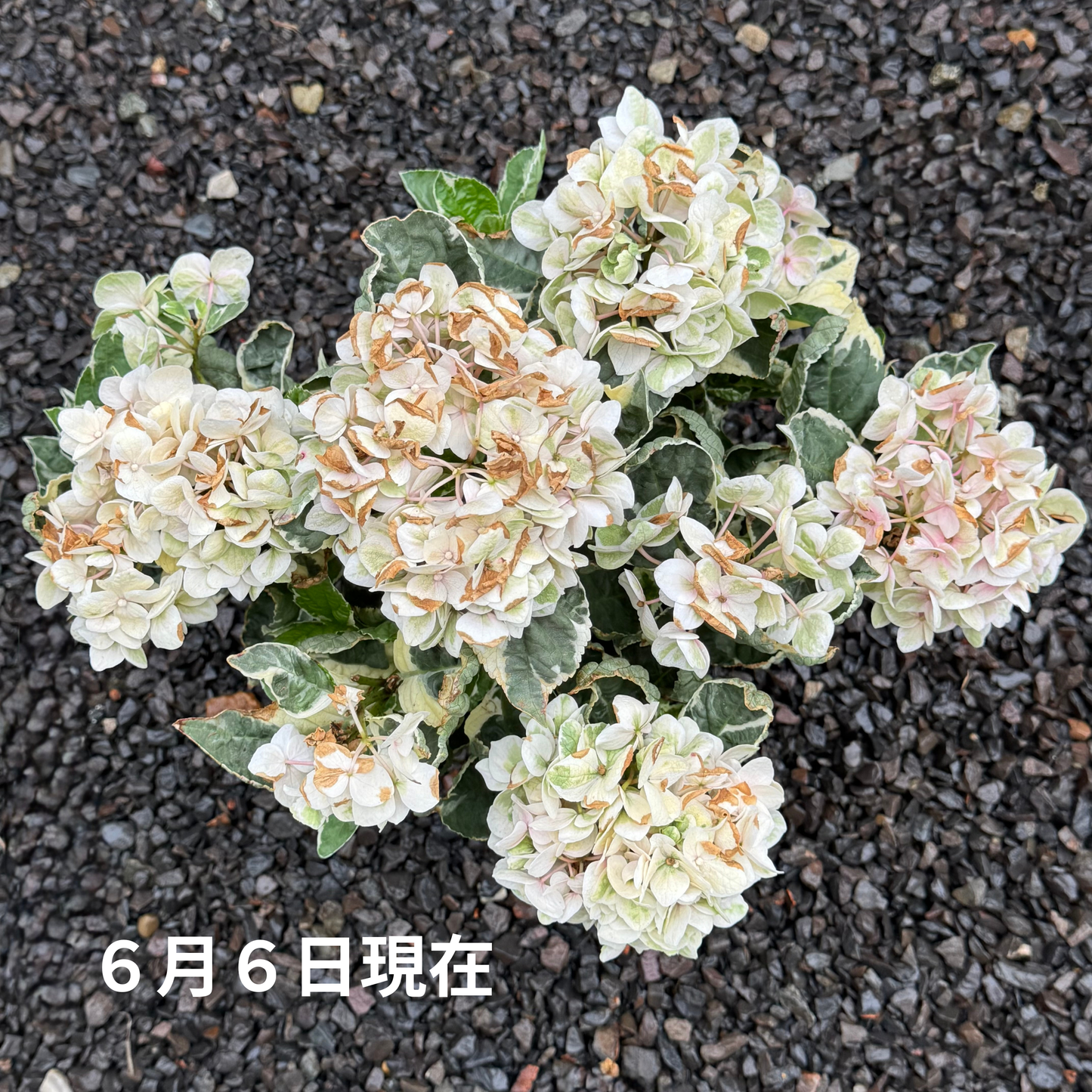 あじさい アンコンキャラクター 5号鉢