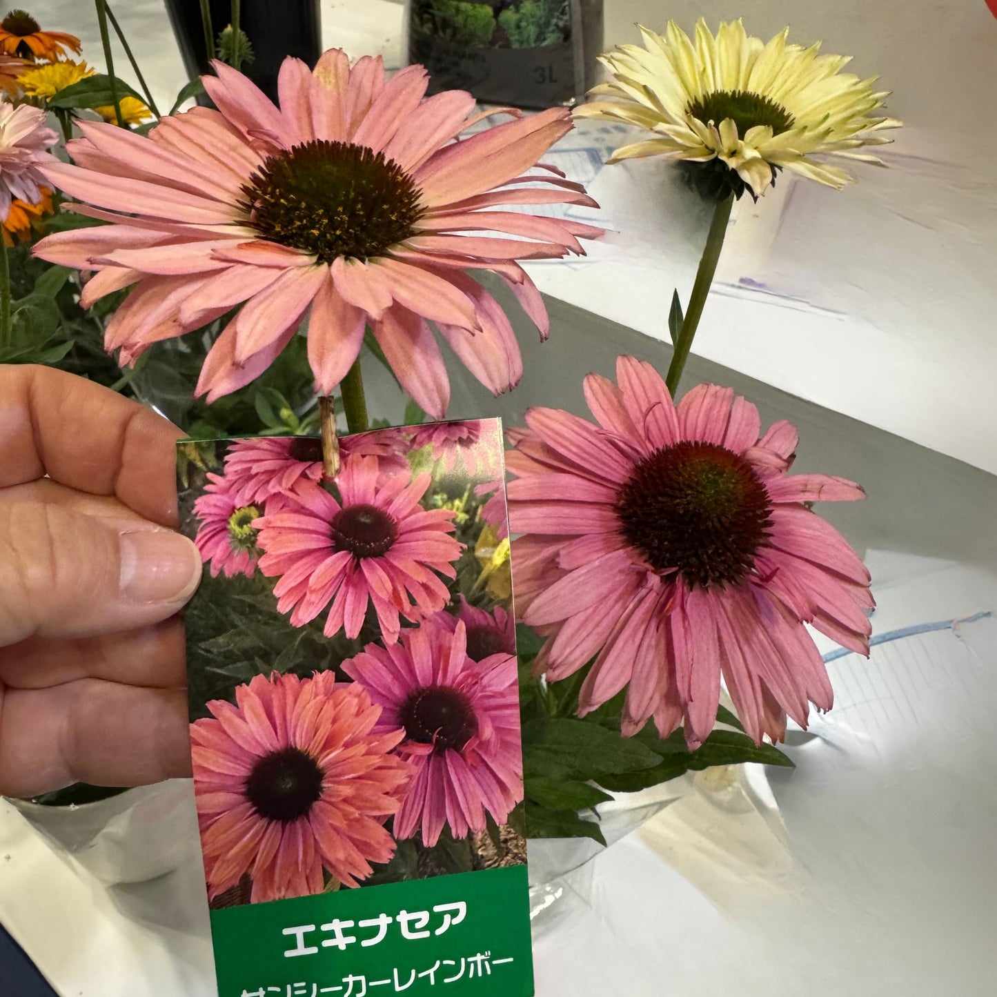 最強宿根草！エキナセア サンシーカーシリーズ5号鉢