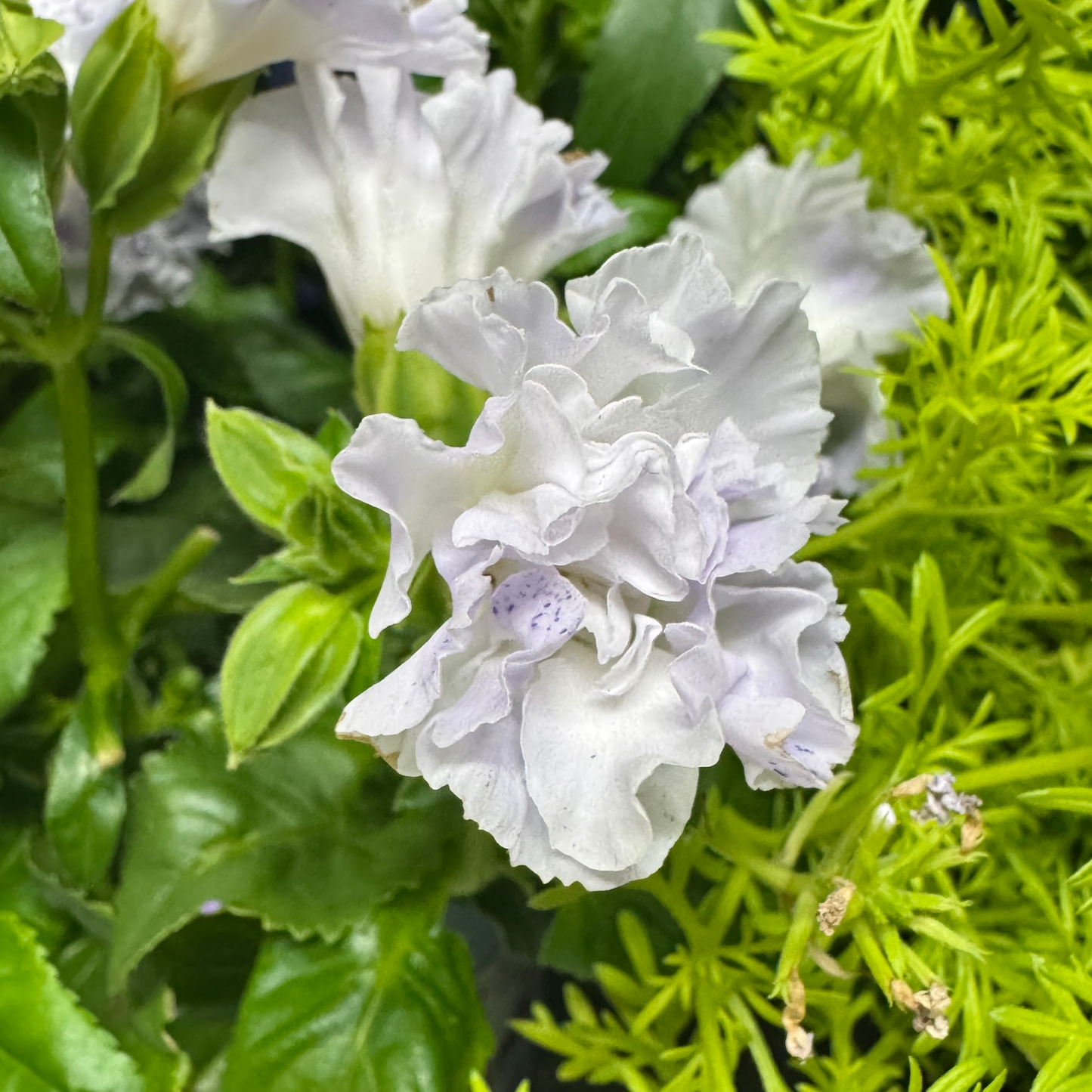 超希少！バラの花のようなトレニアセレスティアライトブルー