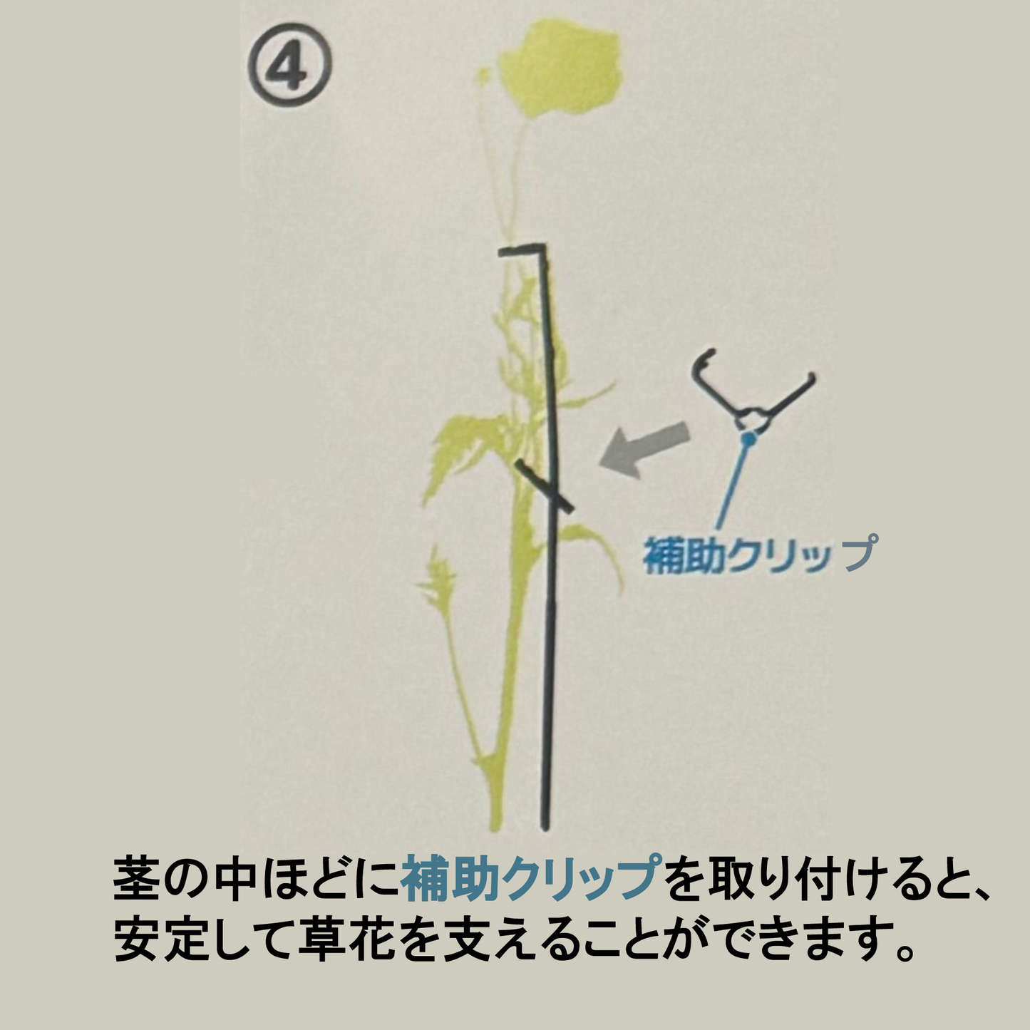 折れやすいパンジー ドラキュラの花を支える！【植物を一輪支える 凛】8本入り野菜苗ラナンキュラスラックスに