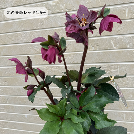 クリスマスローズ【氷の薔薇】