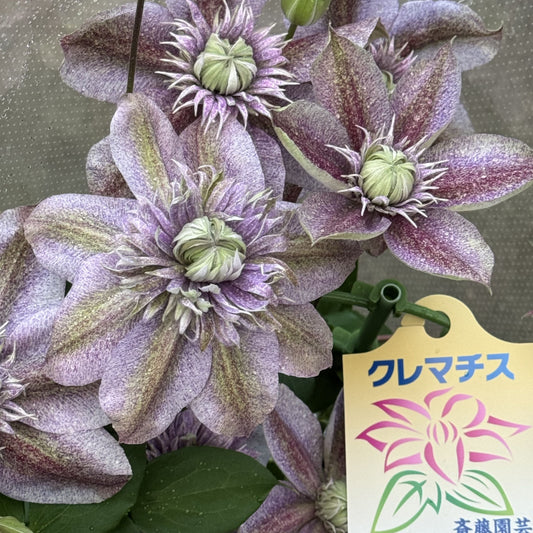 クレマチス 水面の妖精（みなものようせい）6号鉢