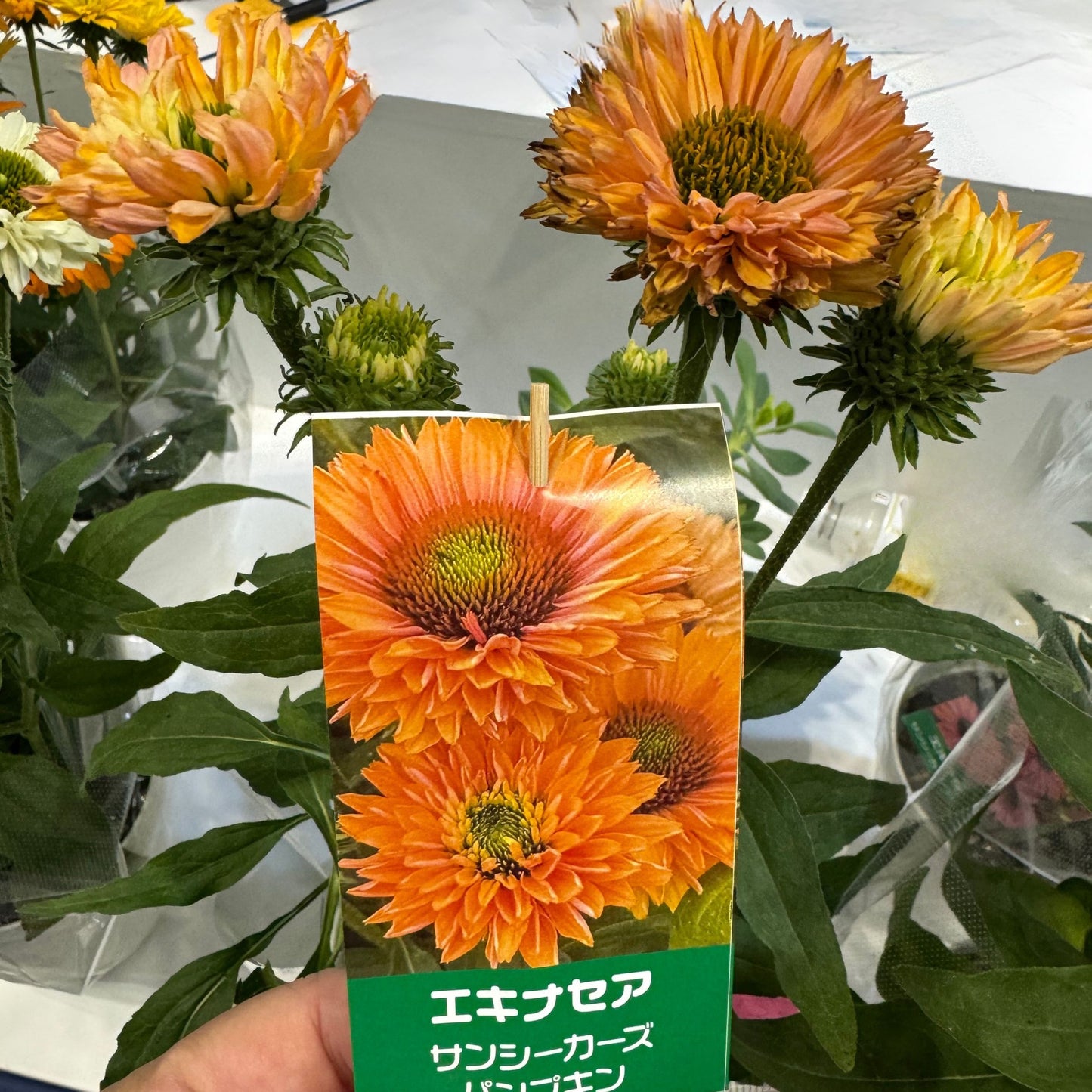 最強宿根草！エキナセア サンシーカーシリーズ5号鉢