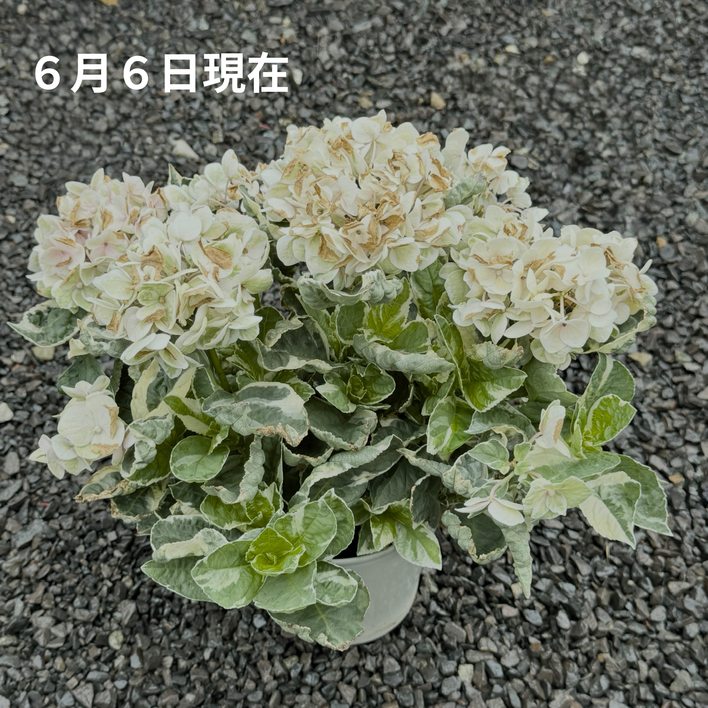 あじさい アンコンキャラクター 5号鉢