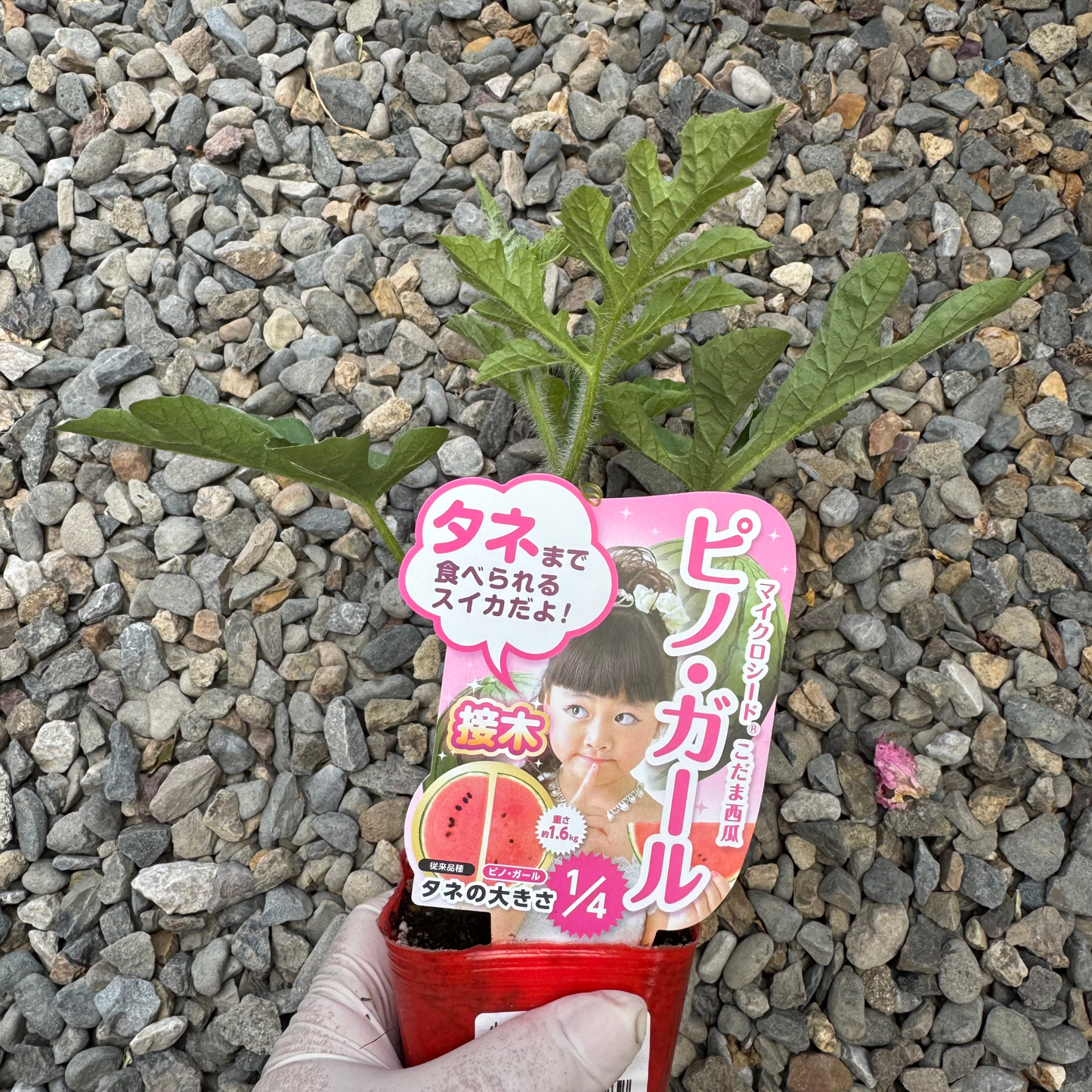 小玉スイカ ピノガール 接ぎ木苗