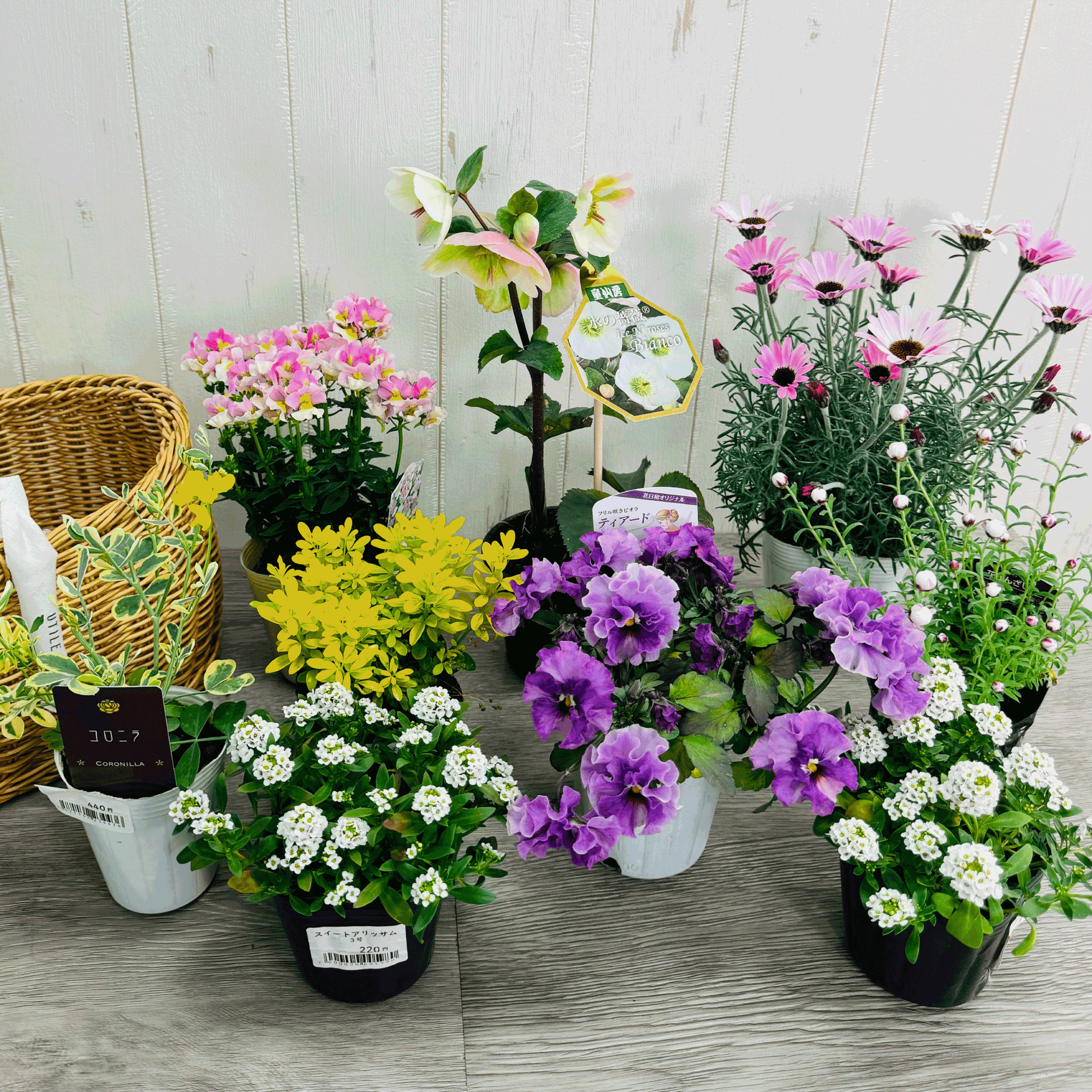 クリスマスローズ氷の薔薇ビアンコを使ってプランツギャザリング春の花かごローダンセマムリルピンク、ネメシアスイートレモンパイ、ビオラティアード、すいーとありｓｓスイートアリッサムで春らんまんのかわいい寄せ植え