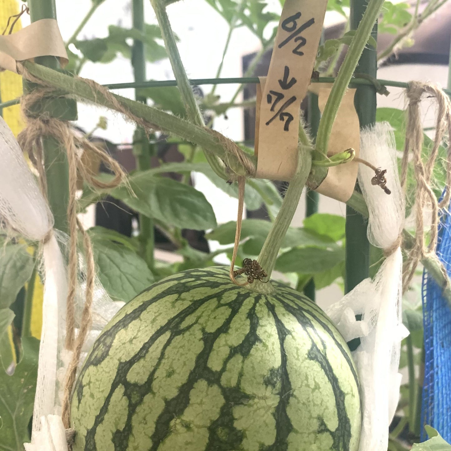 害虫捕獲粘着紙 ビタット トルシー ネット付 S  50X350mm　黄色青色2枚セット