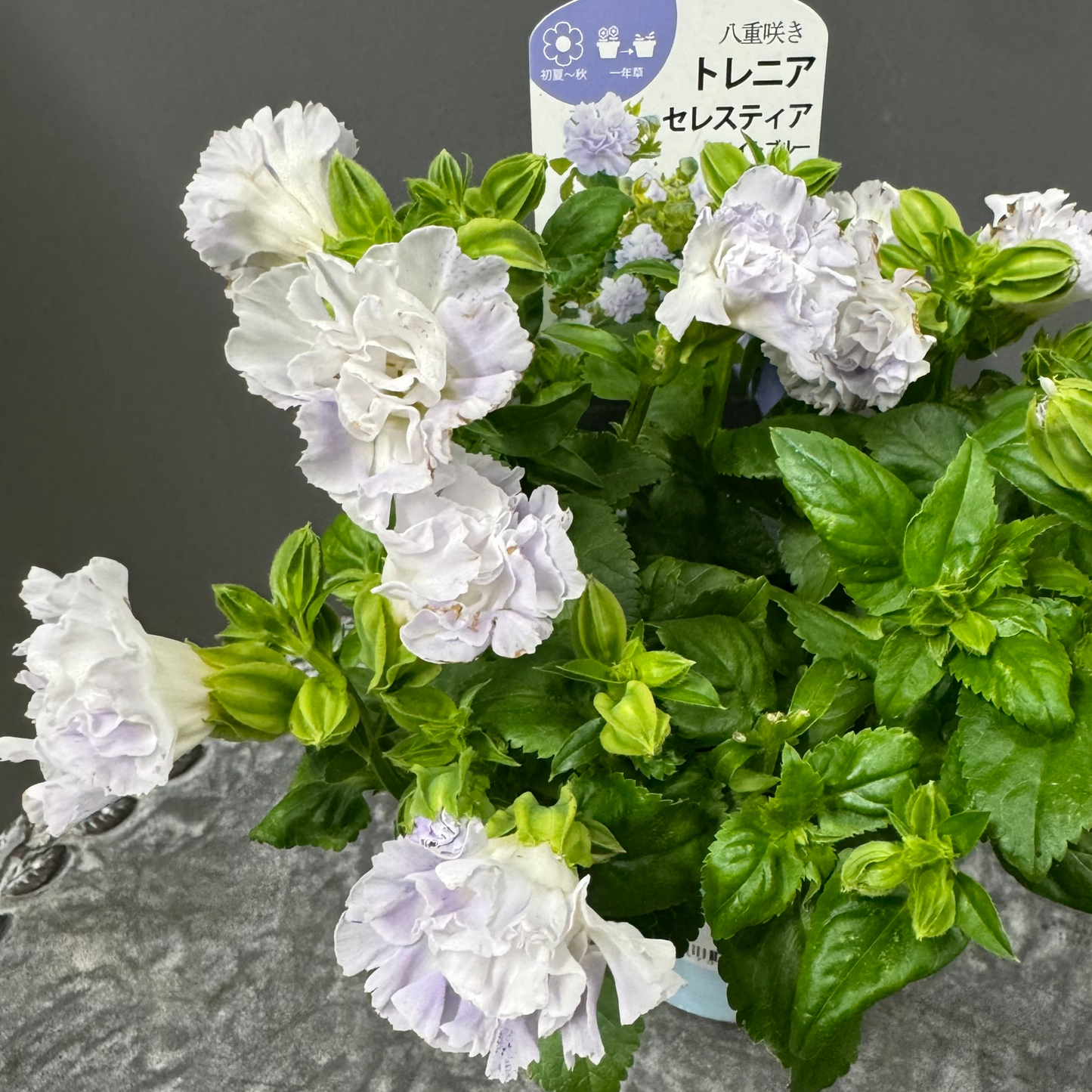超希少！バラの花のようなトレニアセレスティアライトブルー
