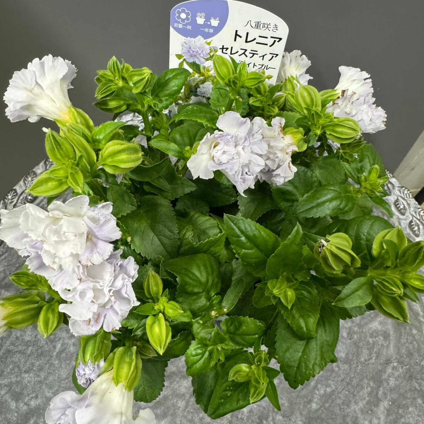 超希少！バラの花のようなトレニアセレスティアライトブルー
