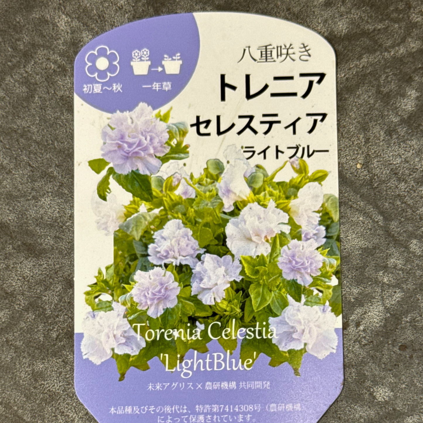 超希少！バラの花のようなトレニアセレスティアライトブルー