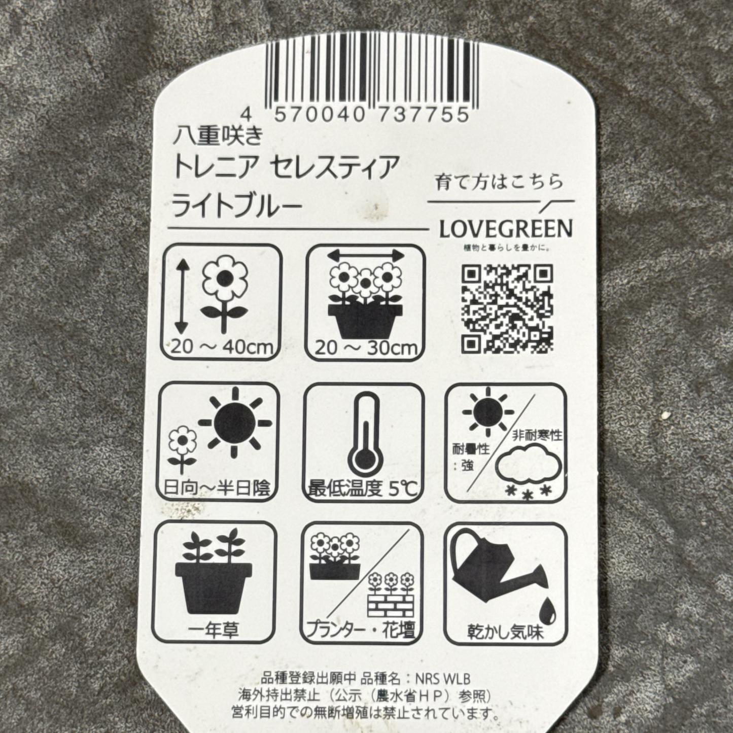 超希少！バラの花のようなトレニアセレスティアライトブルー