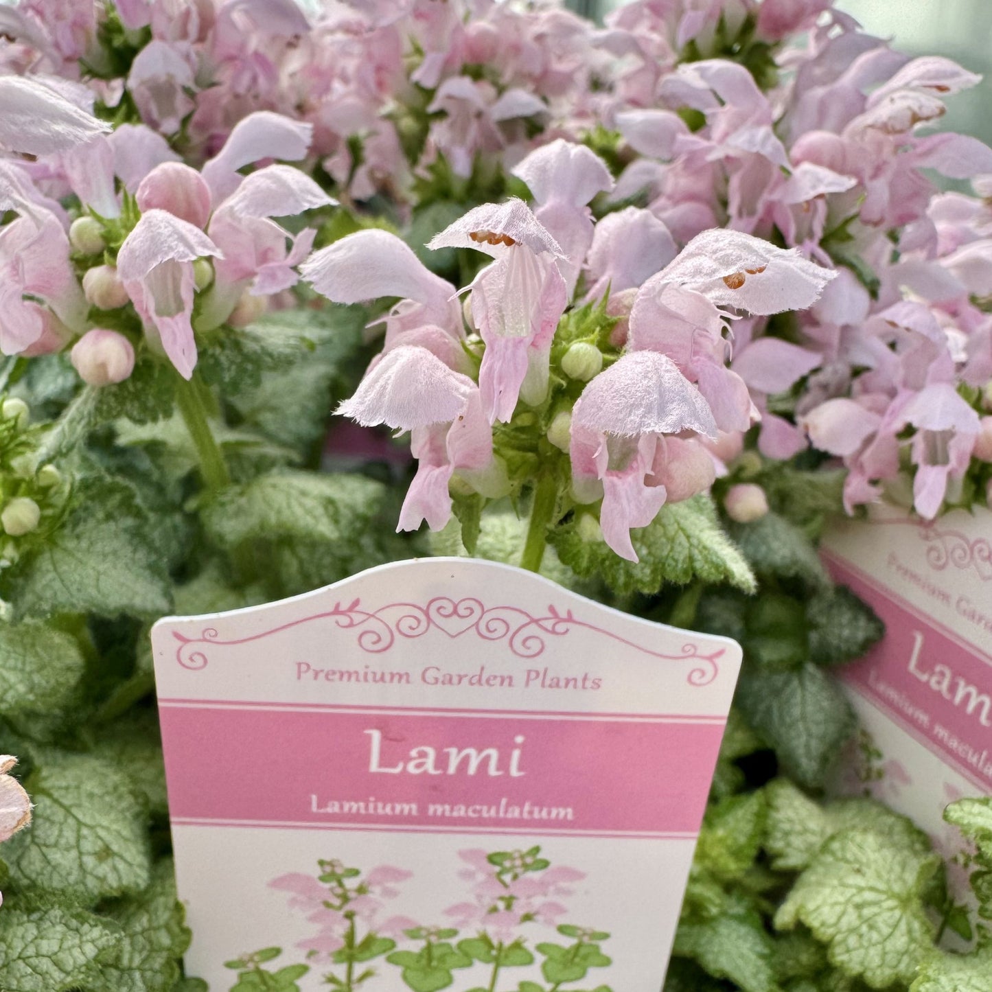 ラミウム　ラミブラッシュ