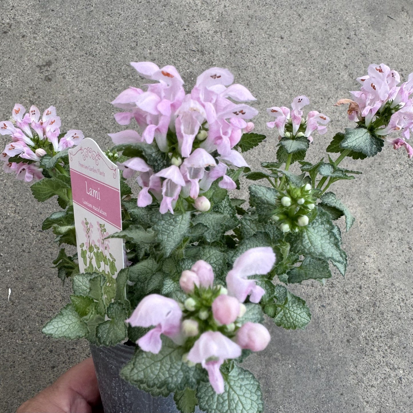 ラミウム　ラミブラッシュ