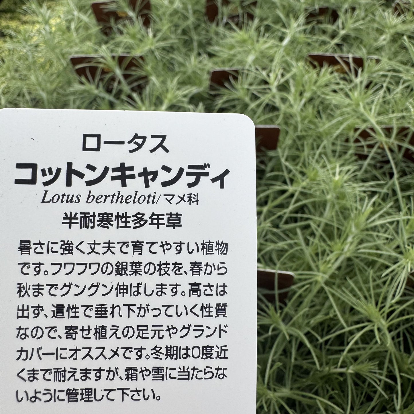 ロータス コットンキャンディ