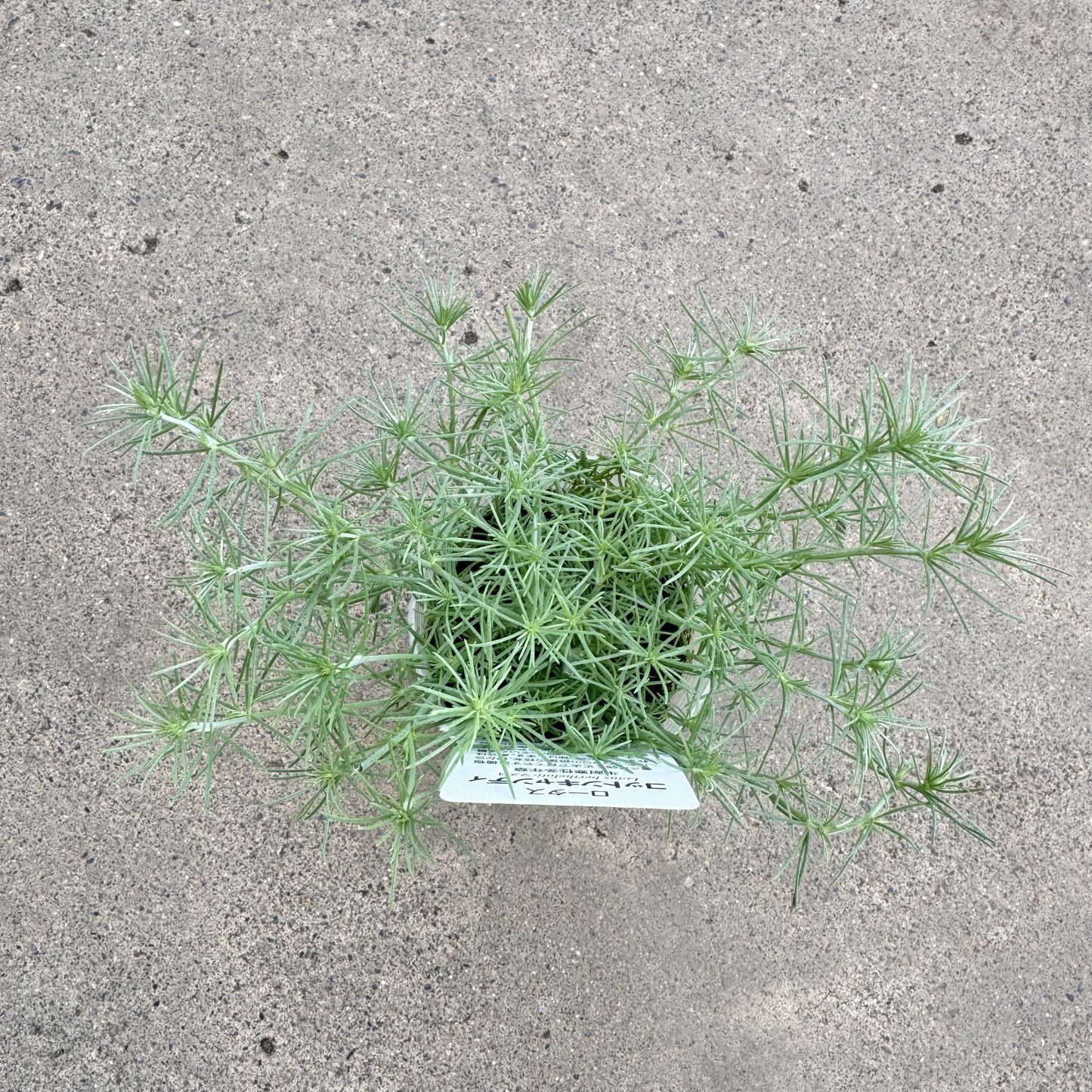 ロータス コットンキャンディ