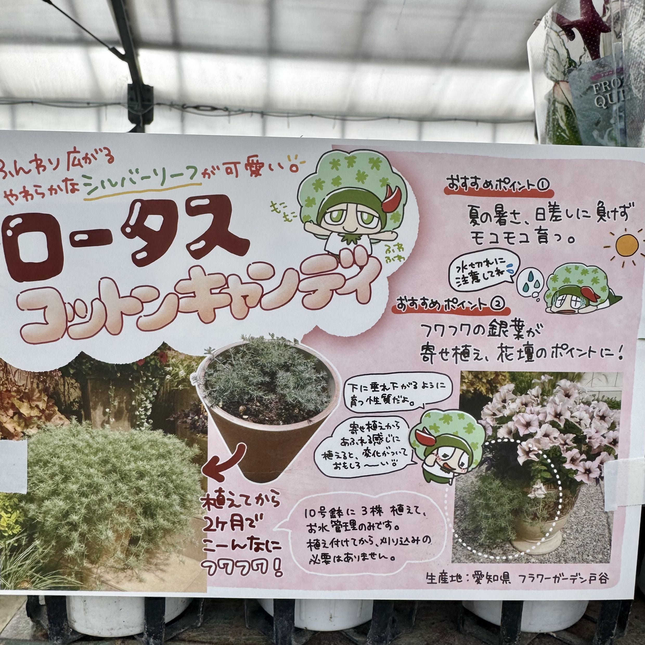 ロータス コットンキャンディ｜ふわふわのシルバーリーフ | はなそうに